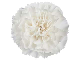 Γαρύφαλλα Bagate