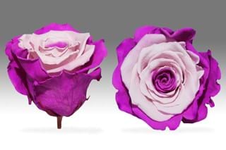 Forever Ροζ Δίχρωμο