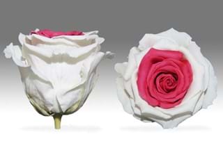 Forever  Λευκο - Φουξ