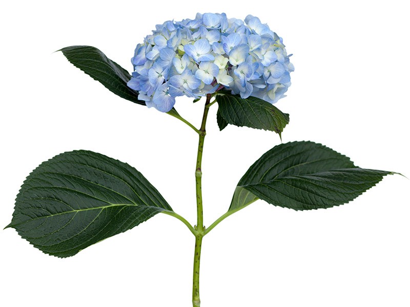 Ορτανσία Blue
