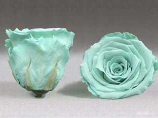 Forever Τυρκουαζ