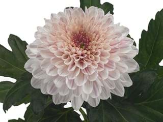 1Hd Chrysanthemum Bonbini