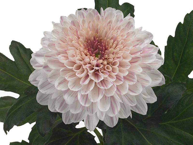 1Hd Chrysanthemum Bonbini