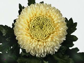 1Hd Chrysanthemum Boris