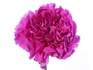 Γαρύφαλλα Butterfly