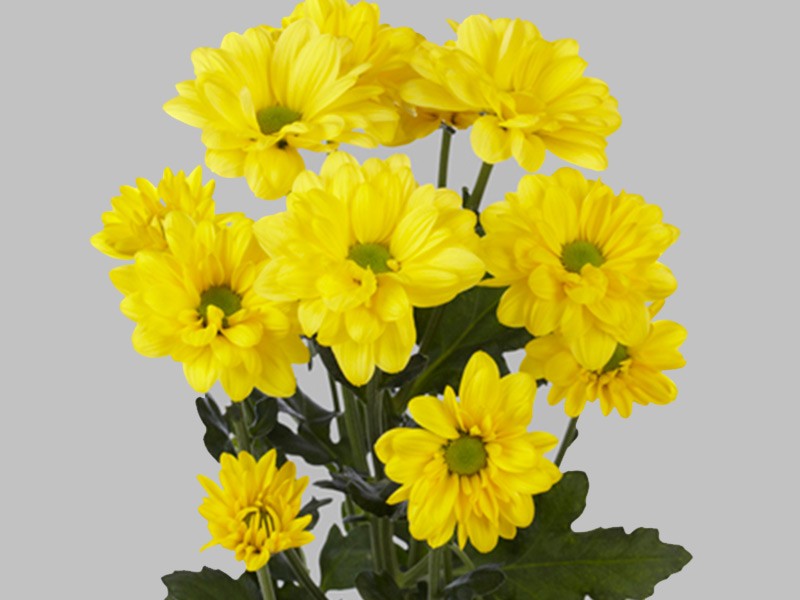Chrysanthemum Bacardi Sunny