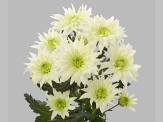 Χρυσάνθεμα Baltica Lime