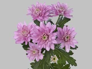 Χρυσάνθεμα Baltica Pink