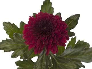 1Hd Chrysanthemum Barca