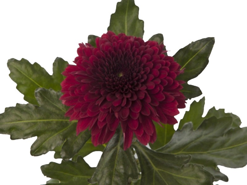 1Hd Chrysanthemum Barca