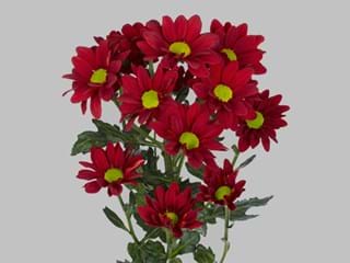 Χρυσάνθεμα Barolo