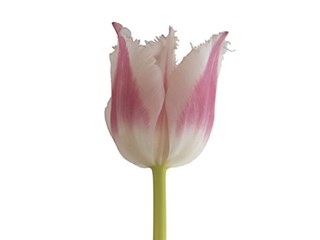 Τουλίπες Bell Strong