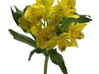 Αλστρομέρια Belle Star