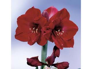 Hippeastrum Benfica