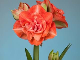 Hippeastrum Benito