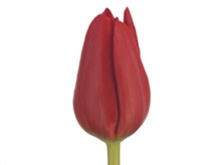 Τουλίπες Benvan