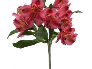 Αλστρομέρια Bodego