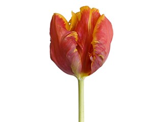 Τουλίπες Bright Parrot