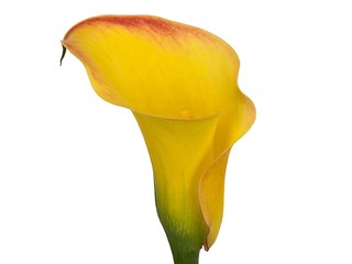 Κάλλα Captain Amigo