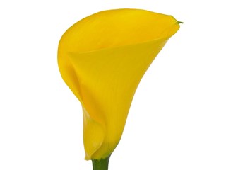 Κάλλα Captain Aquila