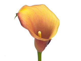 Κάλλα Captain Odeon