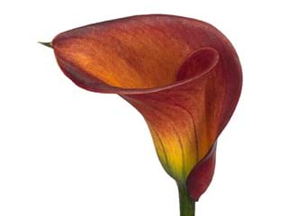 Κάλλα Captain Safari