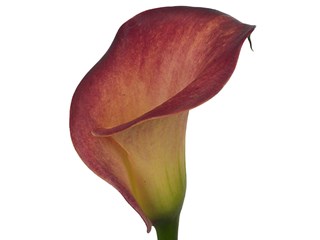 Κάλλα Captain Tulsa