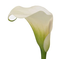 Κάλλα Captain Ventura