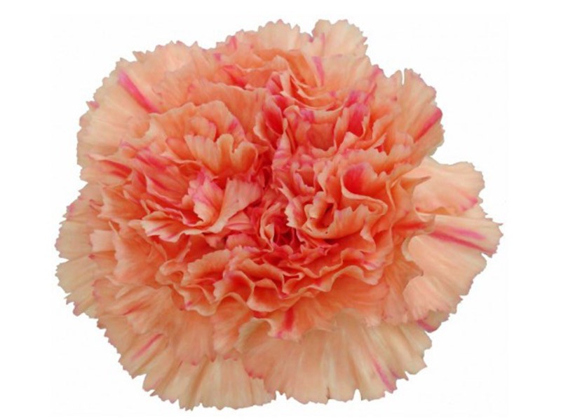 Dianthus Caramel