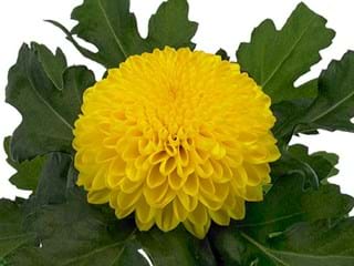 1Hd Chrysanthemum Chenita