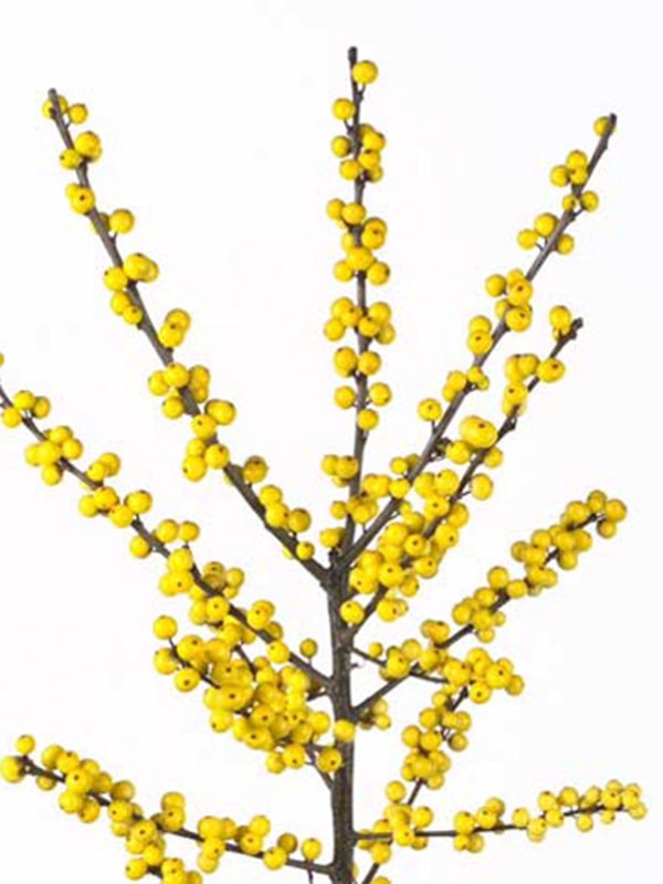 Ilex Citronella