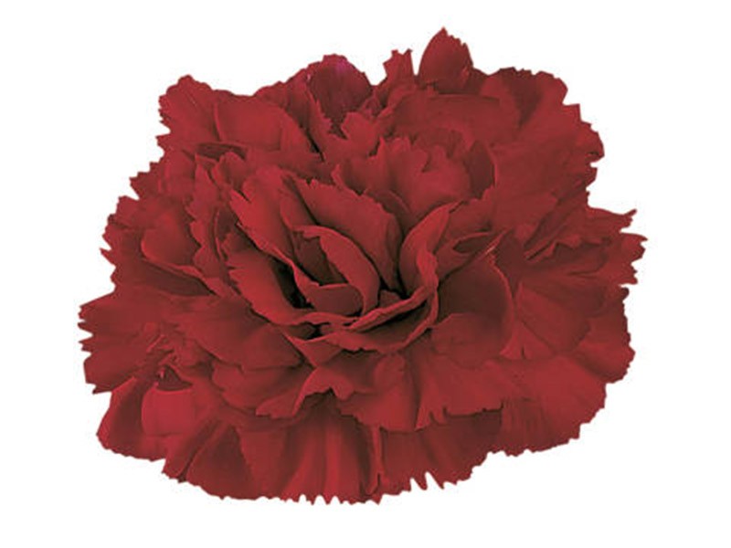 Dianthus Crimson Tempo