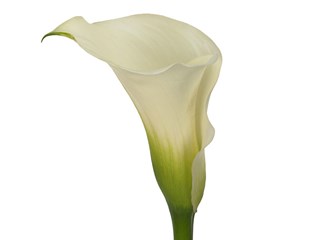 Κάλλα Crystal Blush