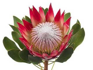 Protea Cynaroides Madiba