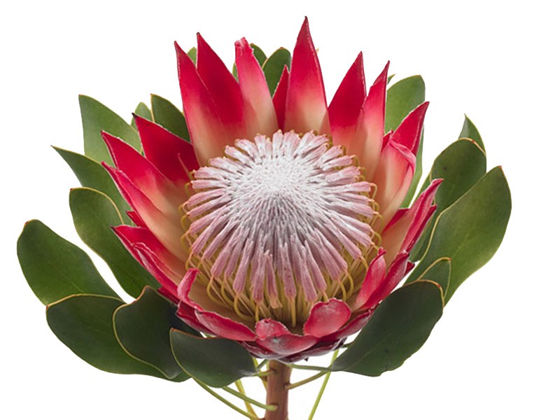 Protea Cynaroides Madiba