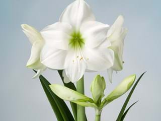 Hippeastrum Casablanca