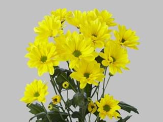 Χρυσάνθεμα Celebrate