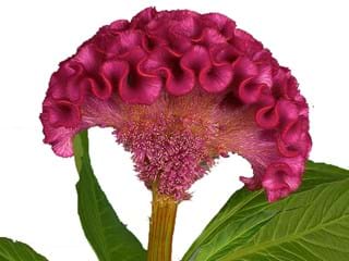 Σελόσια Act Dara Velvet