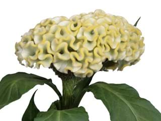 Σελόσια Act Vida