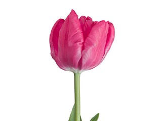 Τουλίπες Cerice