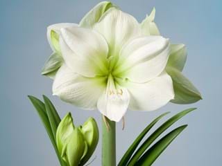 Hippeastrum Challenger