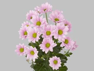 Χρυσάνθεμα Chelo