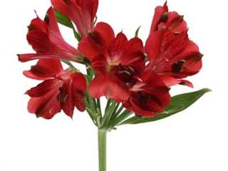 Αλστρομέρια Chicago