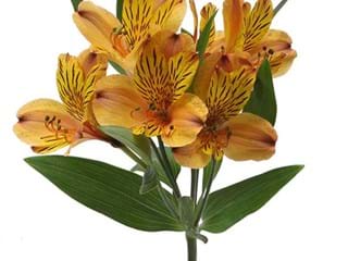 Αλστρομέρια Cocktail