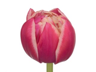 Τουλίπες Columbus 