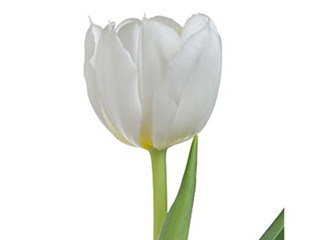 Τουλίπες Coquette