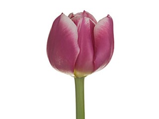 Τουλίπες Cracker