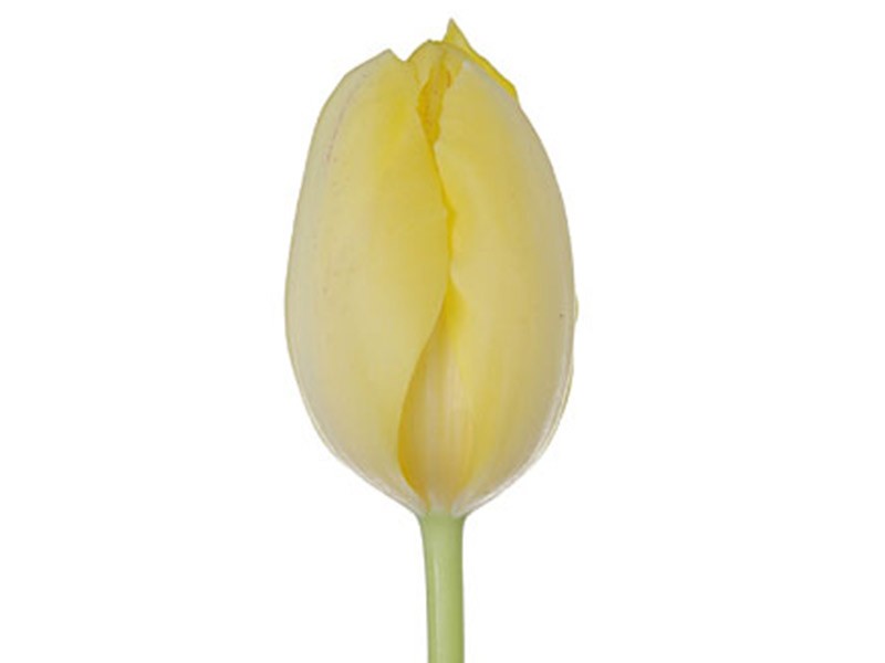 Τουλίπες Creme Perfection
