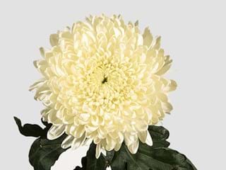 1Hd Chrysanthemum Dank