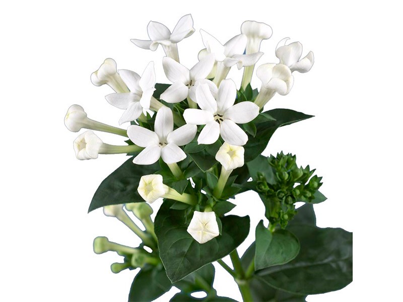 Βουβάρδια Daphne Bianco